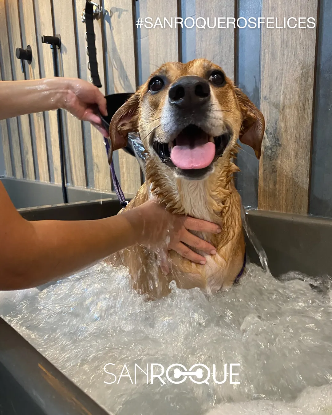 Perro feliz durante su spa en SANROQUE