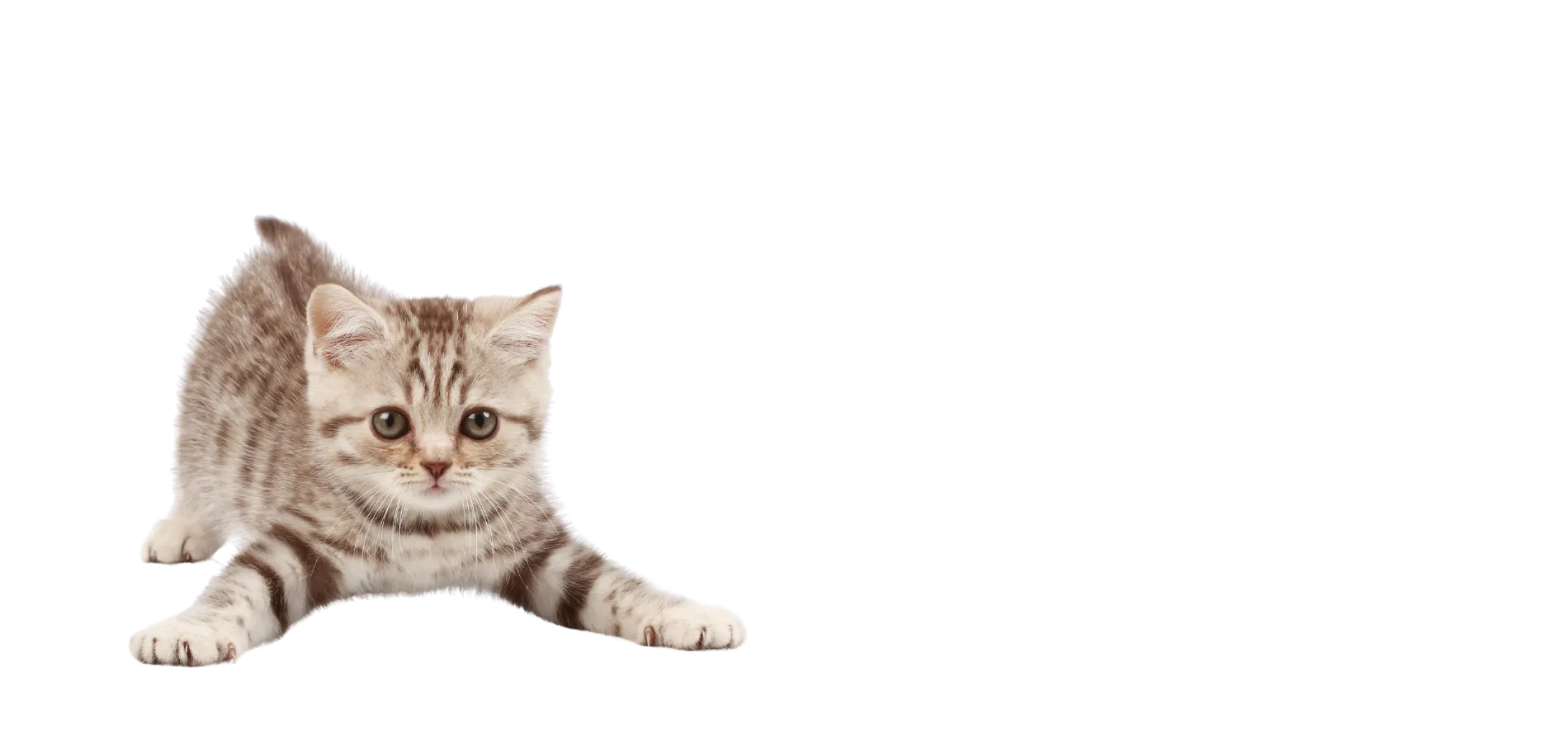 Adorable gatito en SANROQUE